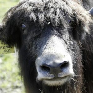 Meet your Posher, Dino